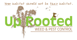 Pest Control
