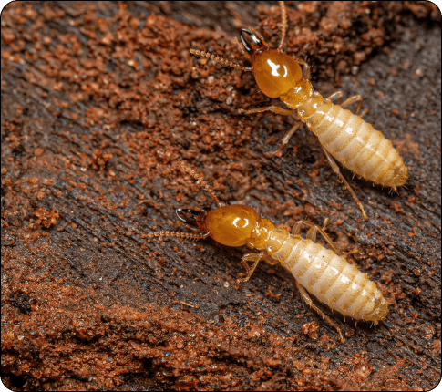 Termite control services