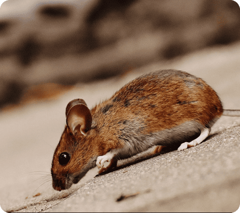 Rodent control services