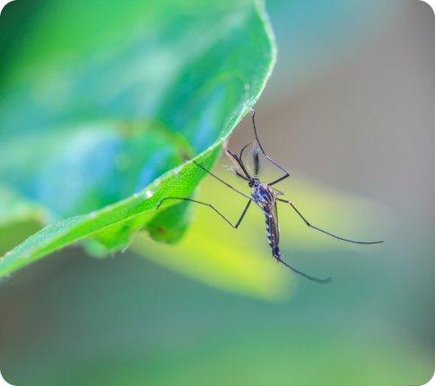 Mosquito control services